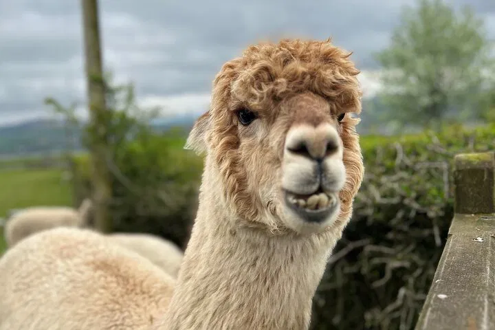 Highland Adventure: Walk Alpacas & Meet Scottish Wildlife from Edinburgh