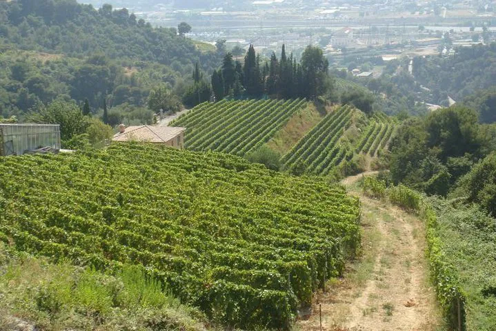Discover Provence's Hidden Gems: A Private Full-Day Tour from Nice