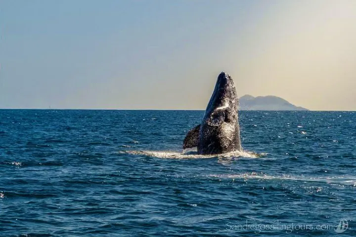 San Diego Marine Adventure: Whale Watching & Coastal Views