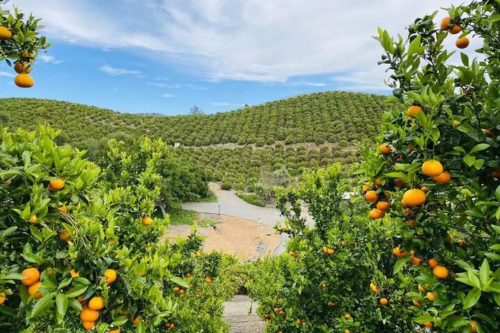 Sunmist Farm: Pick Your Own Tangerine & Lemon Adventure!