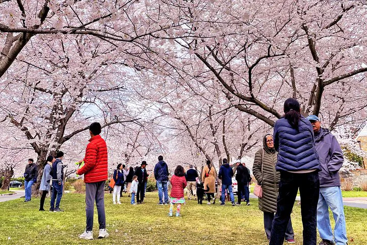 DC's Cherry Blossom Spectacle: A Day Tour of Spring's Masterpiece
