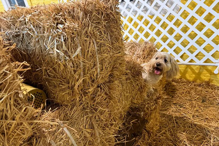 Unleash Your Dog's Inner Detective: Hide & Seek Barn Hunt Adventure!