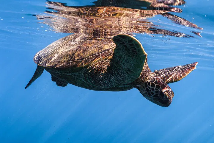 Waikiki Turtle Canyon Snorkel: 100% Turtle Sightings!