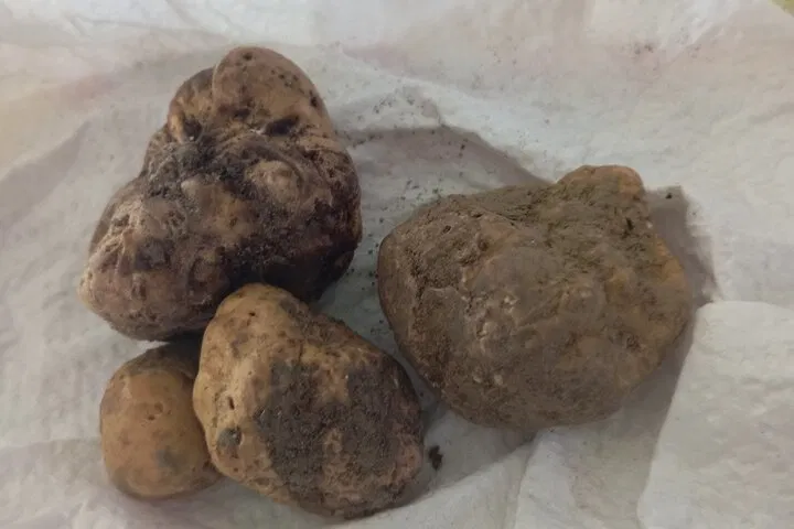 Unearth Piedmont's Treasures: Truffle Hunt, Barolo & Barbaresco Indulgence