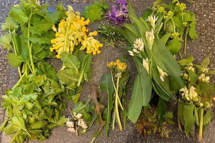 Oxford's Wild Edibles: A Beginner's Foraging Adventure!