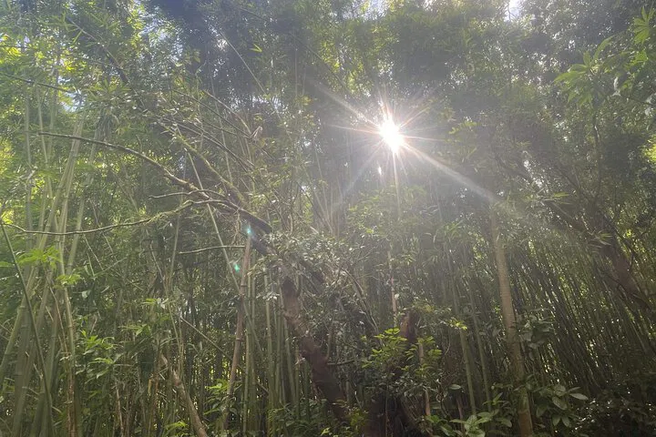 Aiea Loop Trail: Hike Through History & Nature's Embrace