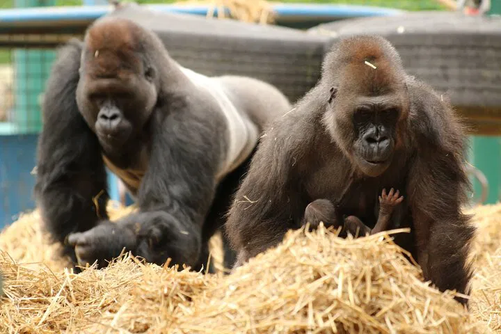 Roar into Adventure: An Unforgettable Wildlife Day at Howletts!