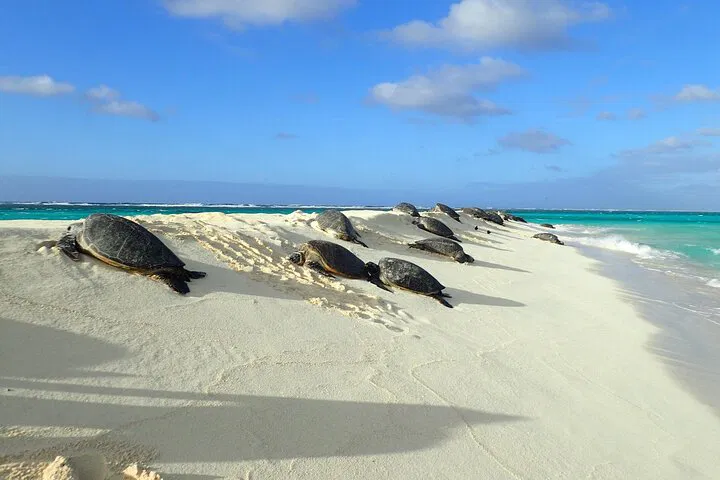 Discover Oahu's Hidden Gems: A Personalized Circle Island Tour