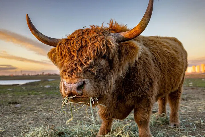 Discover Scotland's Beauty: Lochs, Castles, and Glencoe Private Tour