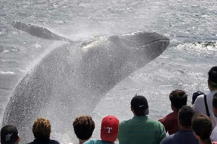 Gloucester Whale Watching: Guaranteed Sightings Aboard!