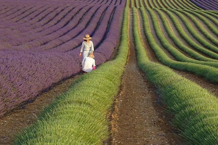 Provence's Lavender Charms: A Local's Private Tour