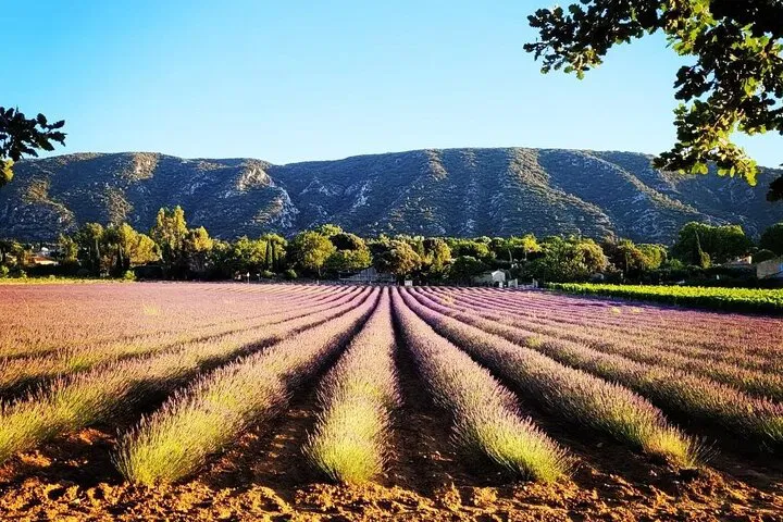 Provence Lavender Fields Tour from Avignon