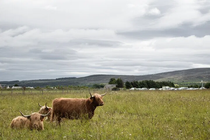 Unveiling Scotland's Majesty: A Personalized Highland & Loch Ness Journey