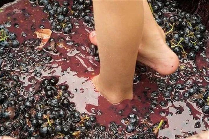 Step Back in Time: Grape Stomping Adventure in Provence!
