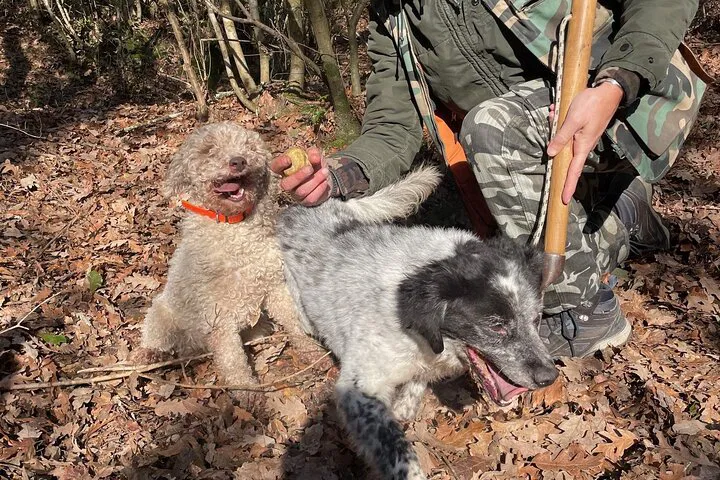 Unearth Tuscan Treasures: Truffle Hunting Adventure with Canine Experts!