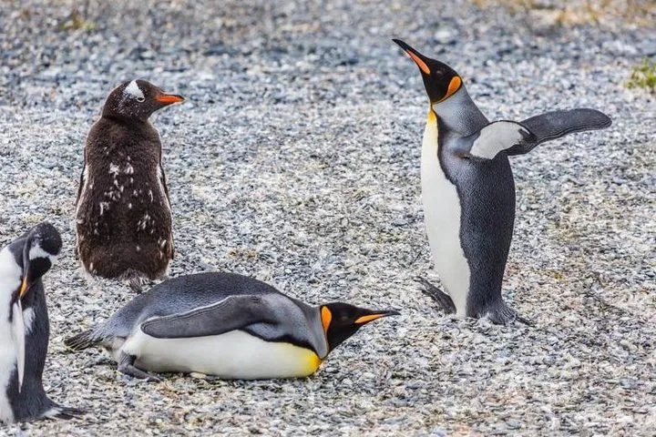 Patagonian Wonders: Penguin Rookery & Historic Ranch Adventure from Ushuaia