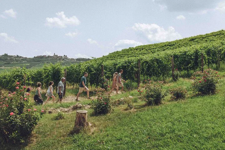 Langhe Wine Tour: Organic Tasting & Vineyard Visit
