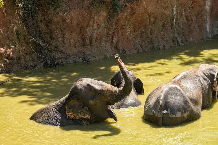 Ethical Elephant Encounters: A Cultural & Compassionate Day at Bukit Elephant Park