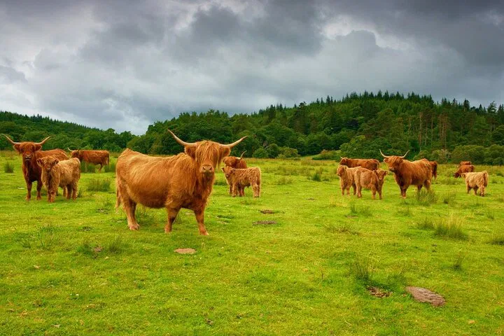 Uncover Scotland's Treasures: A Personalized Private Tour Experience