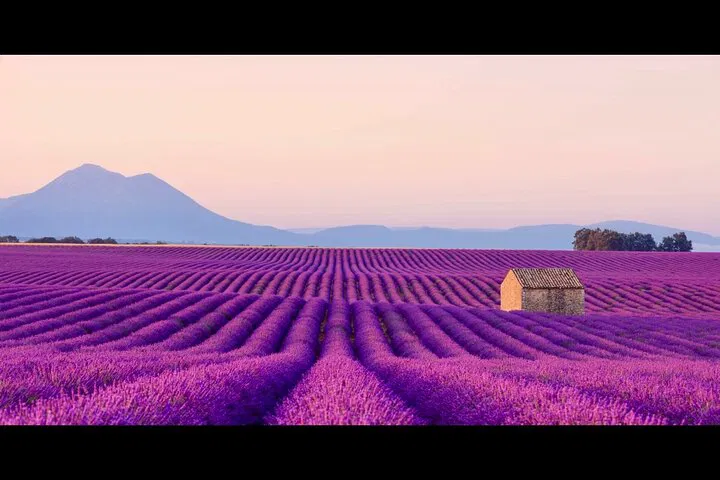 Verdon Canyon & Lavender Fields: Small Group Tour