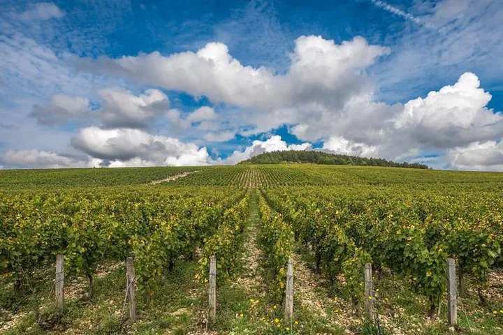 Uncork Chablis: A Luxurious Private Wine Tour from Paris
