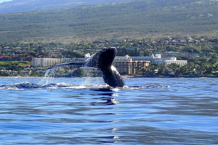 Maui's Whale Song: Kayak Tour Adventure