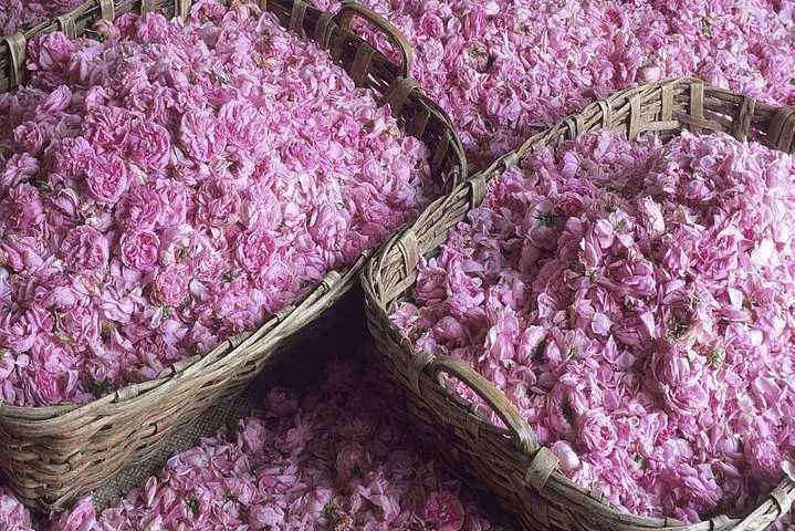Côte d'Azur Dream: Unveiling Provence's Glamour & Perfume from Nice
