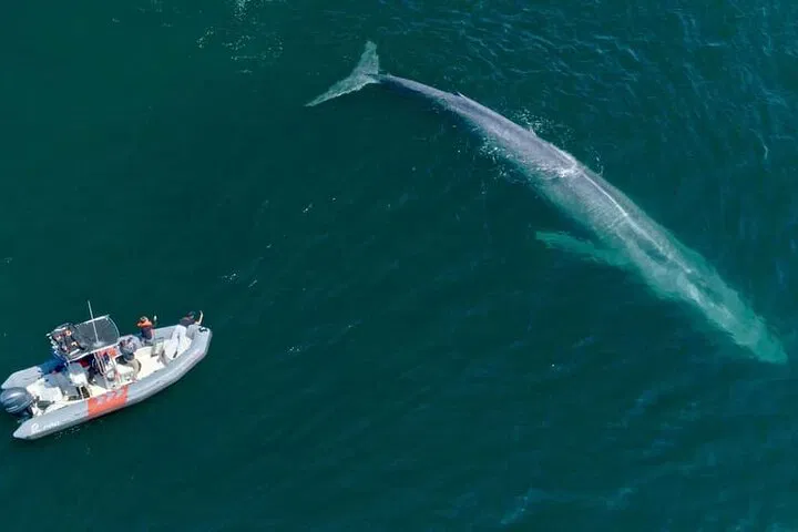 San Diego Whale & Dolphin Watching Speedboat Tour