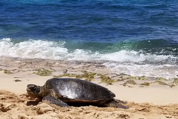 Private N. Shore Tour: Dole, Shrimp & Haleiwa!