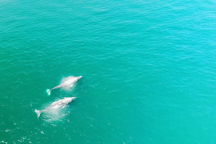 Dana Point's Ultimate Whale & Dolphin Adventure: A Thrilling Coastal RIB Tour!