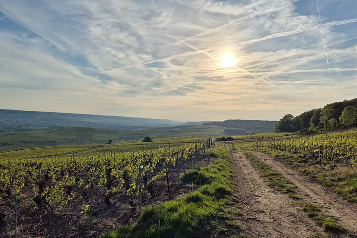 Champagne Dreams: A Luxurious Private Day Trip from Paris