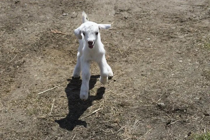 Adirondack Farm Tour: Regenerative Agriculture & Animal Encounters