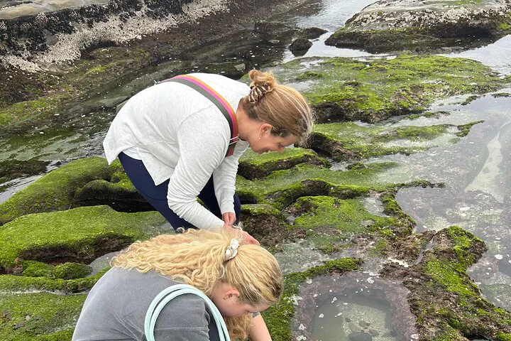 San Diego Tide Pool Tour: Touch Sea Life!