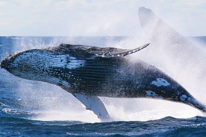 Things to Do Honolulu HI: Sunrise Whale Watch & Breakfast Cruise!