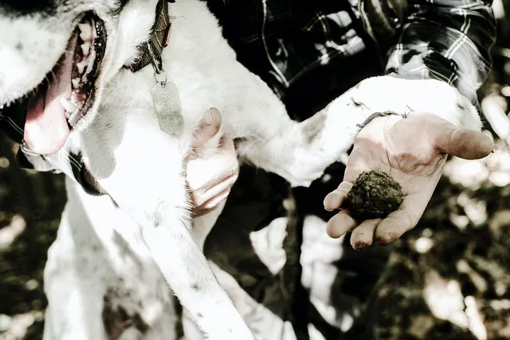 Unearth Piedmont's Treasures: A Truffle Hunting & Tasting Adventure