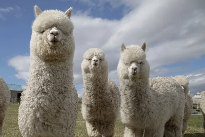 Unforgettable Scottish Wildlife Adventure: Walk with Alpacas & Meet Highland Cows!
