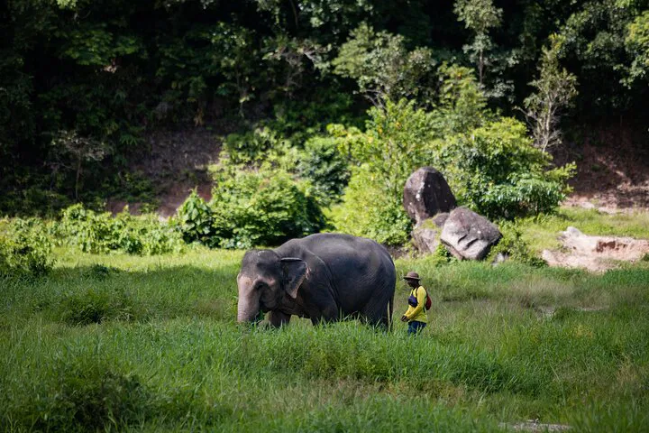 Phuket Elephant Park: Walk & Feed for a Fun Day!