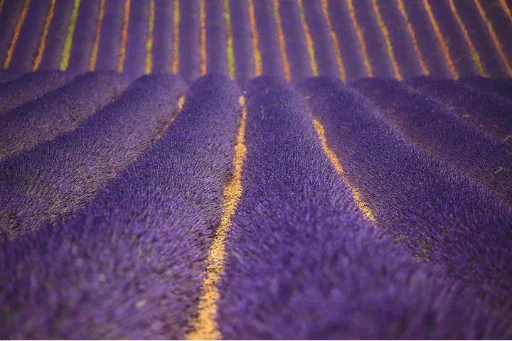 Immerse Yourself in Lavender: A Sensory Journey Through Valensole