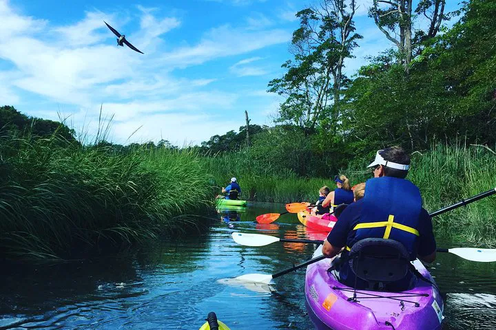 Kayak Scorton Creek: Cape Cod Nature Tour