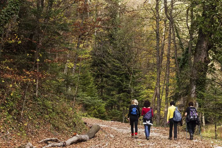 Serene Forest Bathing: Reconnect with Nature in Westchester's Woodlands