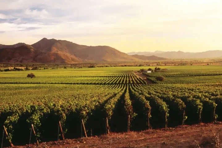Ensenada's Premier Wine Escape: Entre Santos & El Cielo Winery Tour with Gourmet Lunch