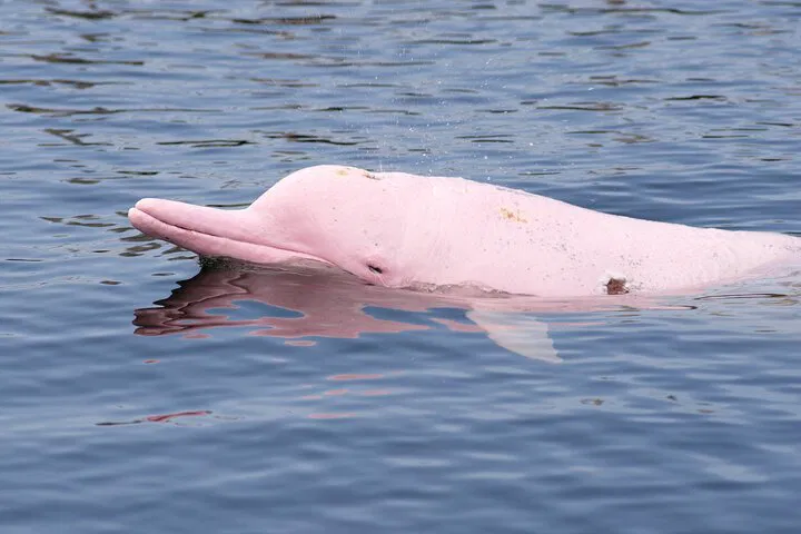 Pink Dolphin & Pig Island Snorkel Tour: Koh Samui Adventure