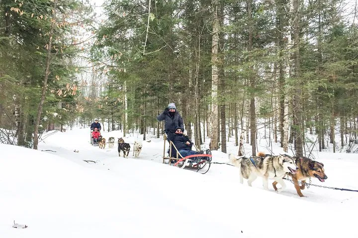Unleash Your Inner Explorer: Dog Sledding Adventure from Toronto