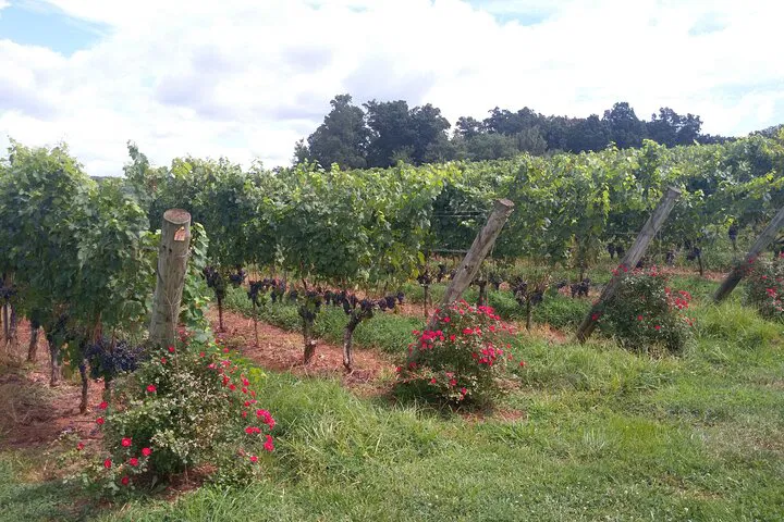 Charlottesville's Intimate Wine Escape: Private Vineyard Tours Await!