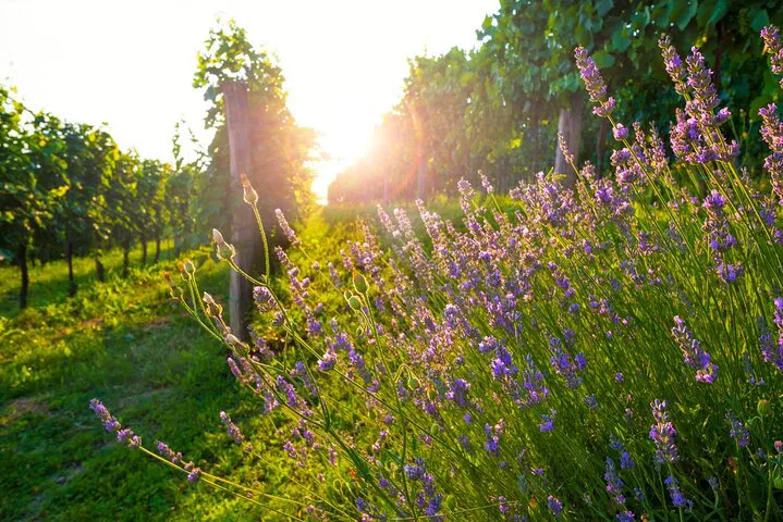 Unforgettable Provence: A Private Wine Tour from Nice