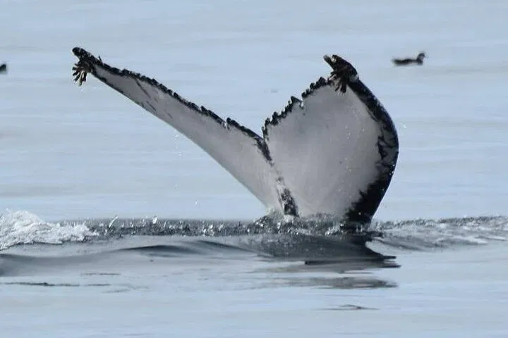Dingle Wildlife Tour: Coastal Views & Marine Encounters