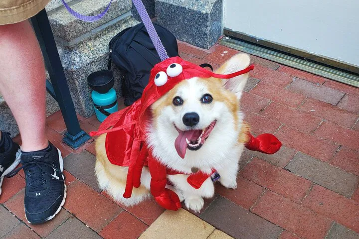 Howl-O-Ween Cruise: Boston's Spooktacular Doggy Costume Party on the Water!