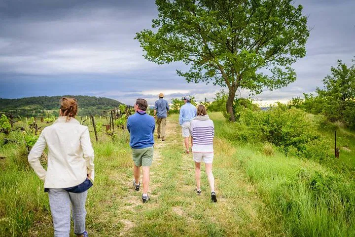 Unearth Provence's Secrets: A Foraging & Fossil-Finding Hike