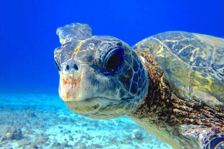 Explore Maui's Underwater Wonders: Certified Guided Shore Dive in Lahaina