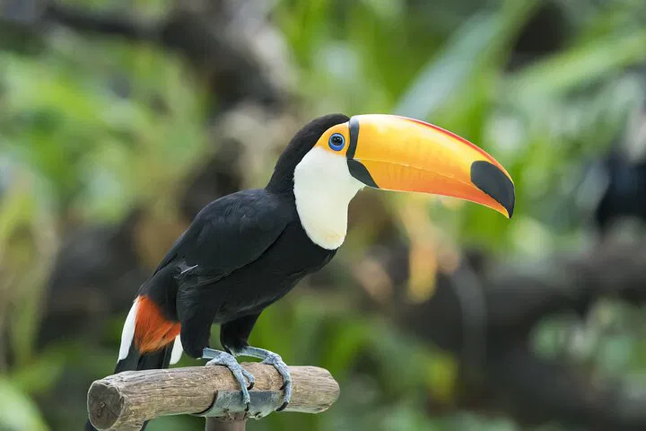 Wild Encounters: Skip the Line at Central Park Zoo with Private Transfers